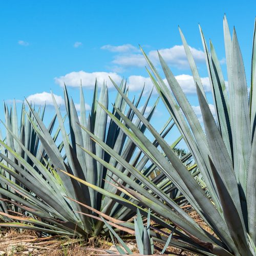 agave-bg