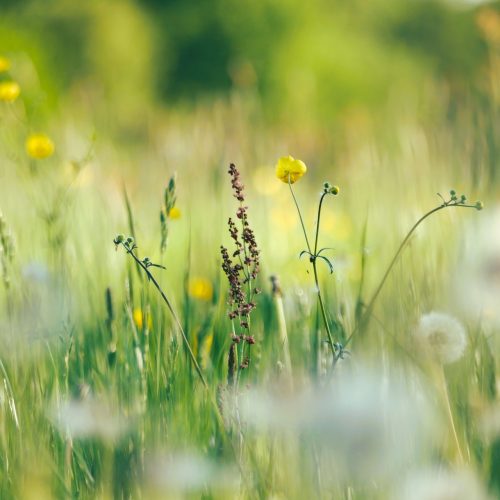 flowers-7178818_1920